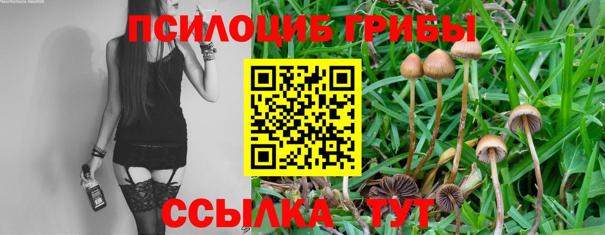 Галлюциногенные грибы Psilocybe Калуга